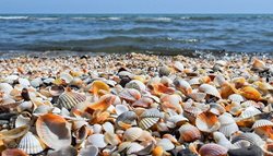 صدف های زیبای دریای خزر + عکسها