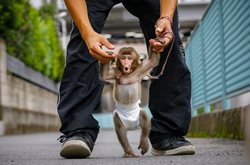 آموزش میمون برای اجرای نمایش در ژاپن + عکس