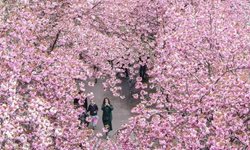 شکوفه های گیلاس در برلین + عکس