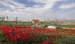 مزرعه لاله در روستای اسپره خون + عکسها