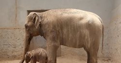 نخستین فیل متولد شده در ایران + عکسها