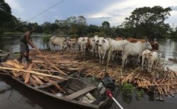 مردی در حال نجات گاوهای خود در میان طغیان رودخانه + عکس