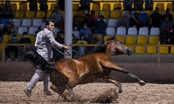 دهمین جشنواره زیبایی اسب عرب ایرانی در کرمان + عکسها