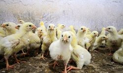 پرورش مرغ گوشتی در مازندران + عکسها