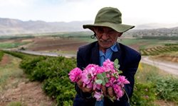 گلهای محمدی در چهارمحال و بختیاری + عکسها