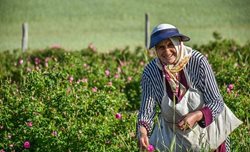 زوج کارآفرین؛ از کانادا تا مزرعه گل محمدی در ساروق + عکسها