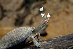 معاشرت لاکپشت با پروانه ها + عکس