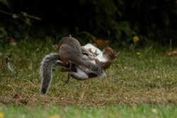 تصاویری بامزه از سنجاب های نینجا