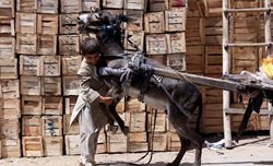 تلاش پسر پاکستانی برای کنترل کردن خرش + عکس