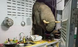 فیلی در حال غذا خوردن در آشپزخانه ای در تایلند + عکس