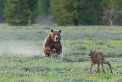 شکار بچه گوزن توسط خرس گریزلی + عکسها