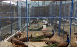 پرورش طاووس و قرقاول در ساری + عکسها
