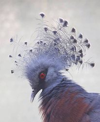 تصویری زیبا و دیدنی از کبوتر تاجدار