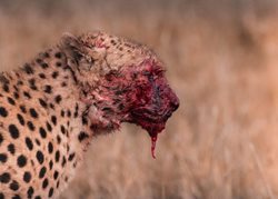 پوزه یوزپلنگ پس از سرو شکار + عکس