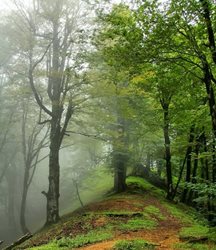 تصویری زیبا از واجارگاه گیلان