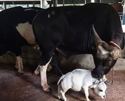 رانی؛ کوتاه قامت ترین گاو جهان + تصاویر
