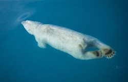 شنا کردن جالب خرس قطبی در آب + عکس