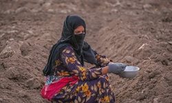 کاشت لوبیا در حمیدیه خوزستان + تصاویر