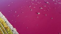 دریاچه ای با رنگ صورتی ملیح در آرژانتین + عکسها