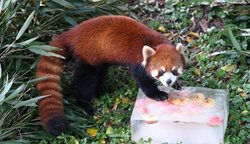دفع گرمای تابستان در باغ وحش چین + عکسها