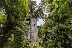 عجیب ترین درخت های جهان که شما را حیرت زده می کنند