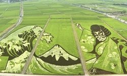 تصویرسازی جذاب در مزارع برنج ژاپن + تصاویر