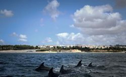 شنا کردن دلفین ها در رودخانه تاگوس پرتغال + عکس