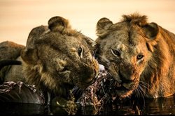 صحنه ای متفاوت از خوردن شکار در میان آب توسط شیرها + عکس