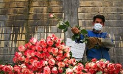 تولید گل رز شاخه بریده در روستای معموره + تصاویر
