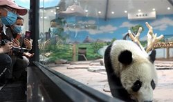 پانداهای غول پیکر در باغ وحش چین + تصاویر