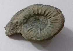 اهدای فسیل 180 میلیون ساله به گروه موزه های خراسان رضوی