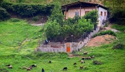 روستای زیارت یکی از مناطق خوش آب و هوای استان گلستان است