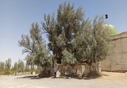 درخت گز بی بی دوست شهرستان زابل ثبت ملی شد