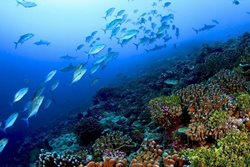 سران گردشگری جهان خواستار اقدام فوری برای حفاظت از اقیانوس ها شدند