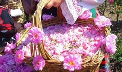 جشنواره گل محمدی و گلاب در خمین برگزار می شود