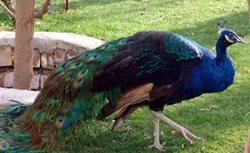 نمایشگاه پرندگان زینتی یکی از جاذبه های تفریحی البرز است