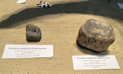 گروهی از مردم در یکی از سواحل شیلی فسیل های چند میلیون ساله را کشف کردند