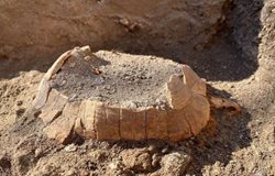 باستان شناسان در پمپئی به بقایای به جای مانده از لاکپشت و تخم هایش دست یافتند