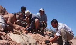 کشف فسیل یک دایناسور کوچک زرهی ناشناخته در جنوب آرژانتین