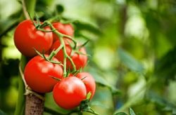 آشنایی با تاریخچه گوجه فرنگی در ایران و جهان