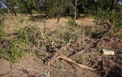 چند پرسش و پیشنهاد پس از قطع بیش از یکصد درخت کهنسال در باغستان سنتی قزوین
