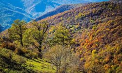 جنگل طبیعی تنباکولو یکی از جاذبه های گردشگری آذربایجان شرقی است