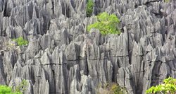 جنگل سینجی یکی از جاذبه های گردشگری ماداگاسکار به شمار می رود