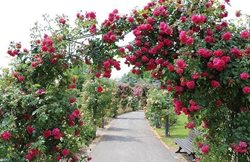 باغ گل رز برن یکی از جاذبه های دیدنی کشور سوئیس به شمار می رود