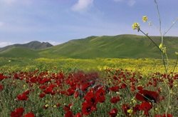 منطقه حفاظت شده مغان یکی از دیدنی های استان اردبیل به شمار می رود