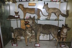 موزه تاریخ طبیعی همدان یکی از موزه های دیدنی ایران است