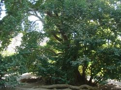 درخت کهنسال چنار دوشنگان یکی از جاذبه های طبیعی خراسان جنوبی به شمار می رود