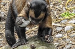 مجموعه ابزارهای سنگی چند ده هزار ساله در بزریل را میمونها ساخته اند