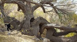 ثبت بید کهنسال قدمگاه سرچشمه رفسنجان در فهرست میراث طبیعی کشور
