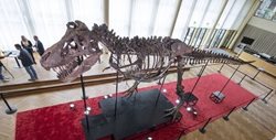 اسکلت دایناسور تی رکس در یک حراجی بیش از شش میلیون دلار فروخته شد